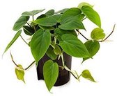 Pilea Peperomioides in Elho Vibes wit | Pannekoekplant