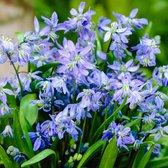 35x Scilla siberica -  Oosterse sterhyacint - Blauw -  Vroegbloeiers - 35 bloembollen Ø 6-7cm