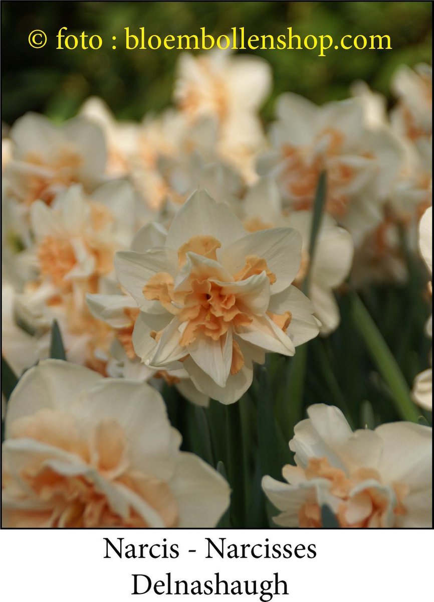 narcis Delnashaugh 25 bollen maat 15/17 dubbele narcis