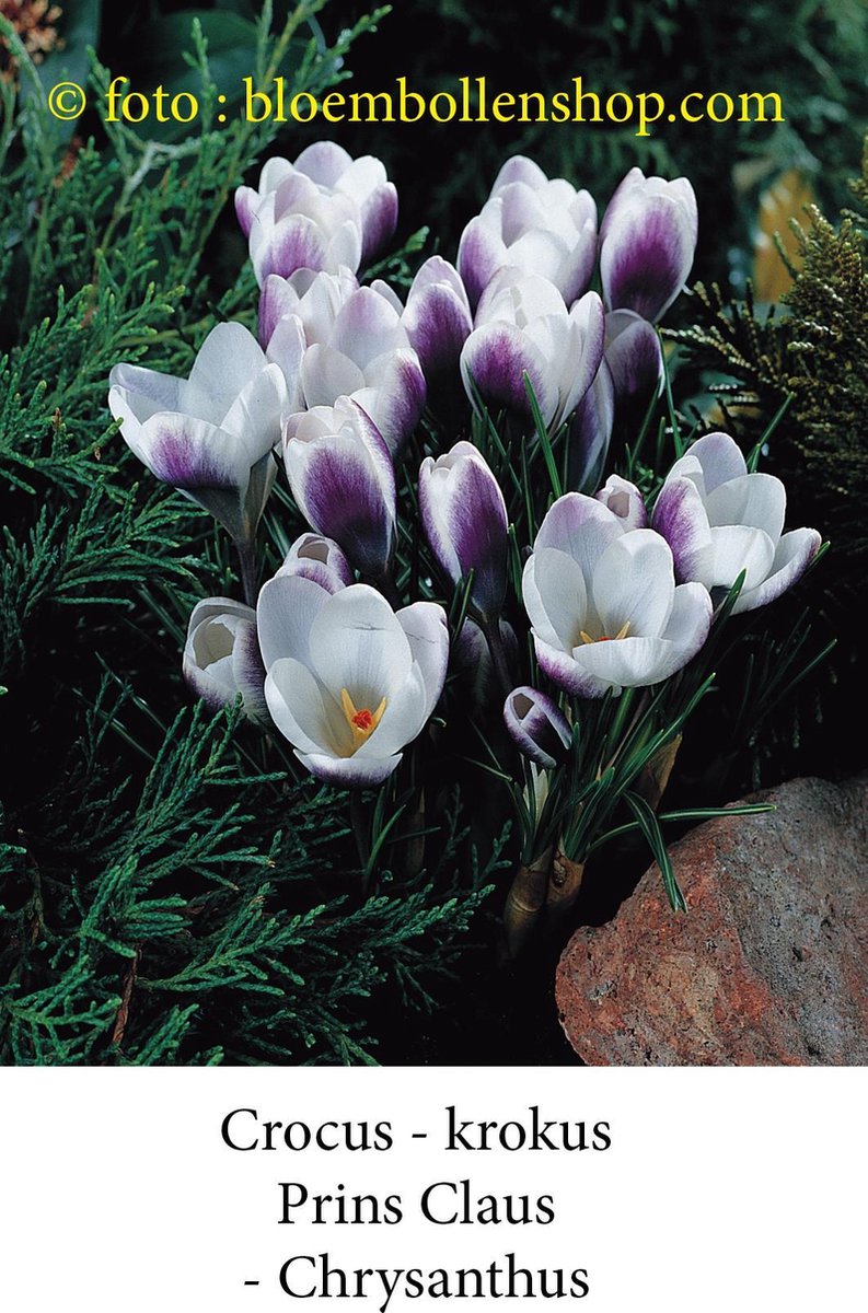 crocus - krokus Prins Claus 50 bollen maat 6/+