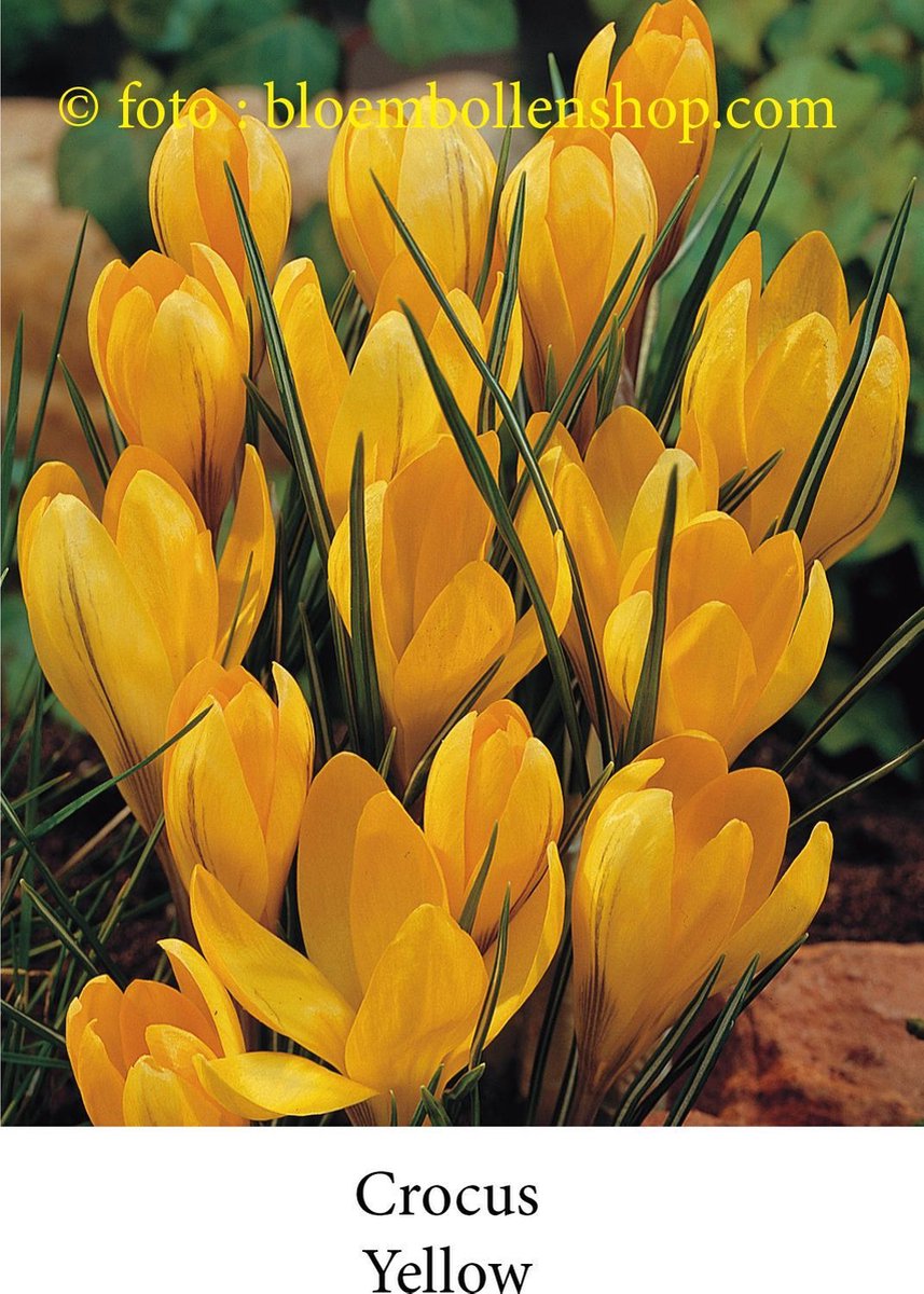 crocus - krokus geel - Yellow 50 bollen maat 8/+