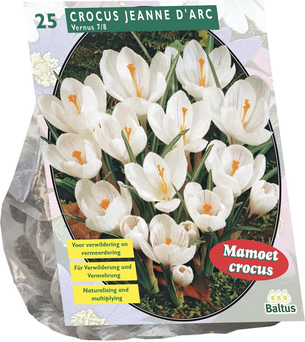 Baltus - Crocus Grootbloemig Wit per 25 bloembollen