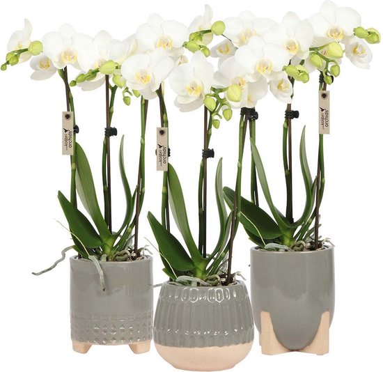 sap Luidruchtig Ecologie 3 witte orchideeën in keramieke grijze Desert pot | bol.com