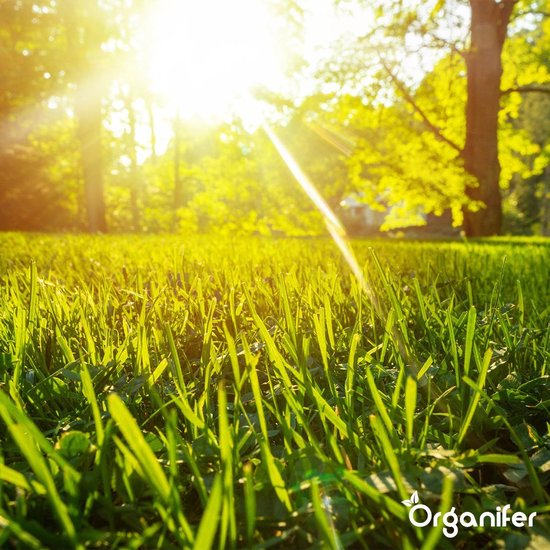 Gras van dichtbij, verlicht door de felle zon die door de bomen schijnt.