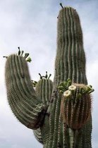 Flowering Saguaro Cactus in Arizona Journal: 150 Page Lined Notebook/Diary