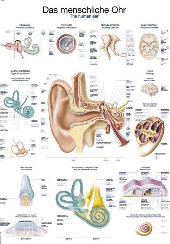 Het menselijk lichaam - anatomie poster oor en gehoorgang (Duits/Engels/Latijn, papier, 50x70 cm)  + ophangsysteem