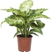 Dieffenbachia Mars