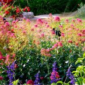 Borderpakket Kleurrijk 10 m² - 90 planten: Grote, veelkleurige tuinset