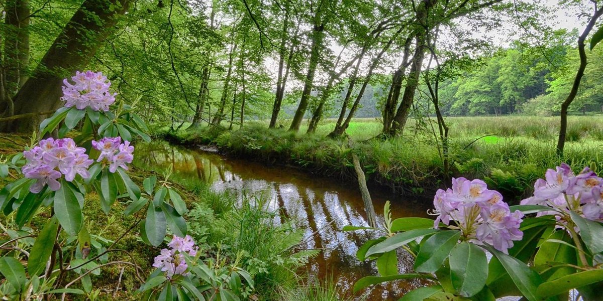 Fotobehang Staverdense beek met bloeiende magnolia's 250 x 260 cm - € 175,--