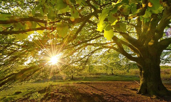 Fotobehang Beukenboom ondergaande zon 350 x 260 cm - € 235,--