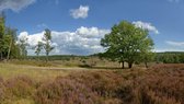 Fotobehang Heide bij Apeldoorn 350 x 260 cm - € 235,--