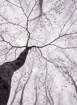 Fotobehang - Inside the Trees 192x260cm - Vliesbehang