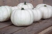 Pompoen Baby Boo - Witte cucurbita - Herfst decoratie