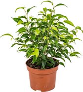 Ficus Benjamina 'Natasja' | Treurvijg per stuk - Kamerplant in kwekerspot ⌀12 cm - ↕30 cm