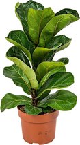 Ficus Lyrata 'Bambino' - Vioolbladplant per 3 stuks | Kamerplant in kwekerspot ⌀12 cm - ↕30 cm