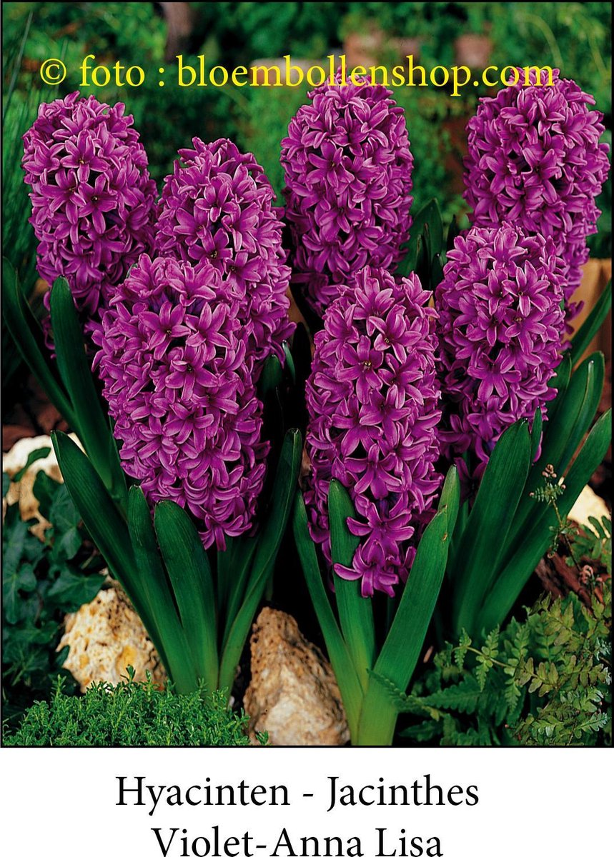 hyacint Violet 10 bollen maat 17/+