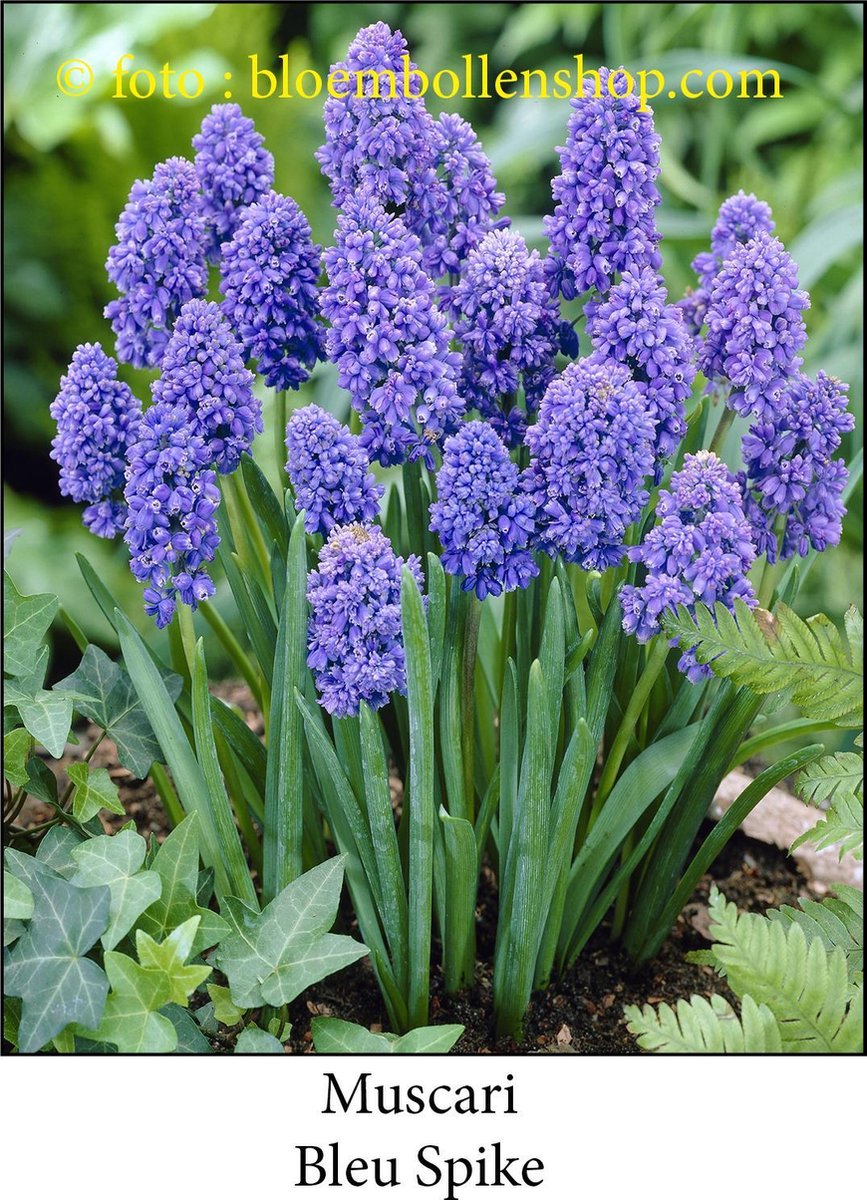 muscari Bleu Spike 50 bollen maat 8/+