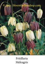 Species Fritillaria Meleagris 50 bollen maat 7/+