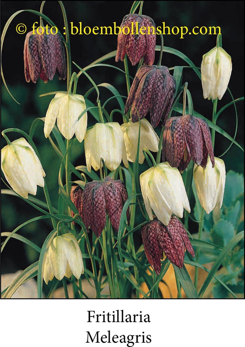 Species Fritillaria Meleagris 50 bollen maat 6/+