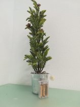 LED - kunstplant - 80cm - 3x AA
