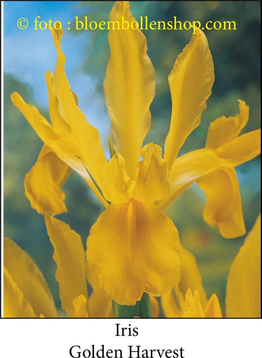 iris Golden Harvest 50 bollen maat 7/+