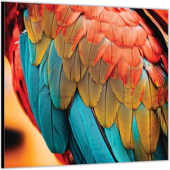 Dibond –Veren van een Papagaai-50x50 Foto op Aluminium (Wanddecoratie van metaal)