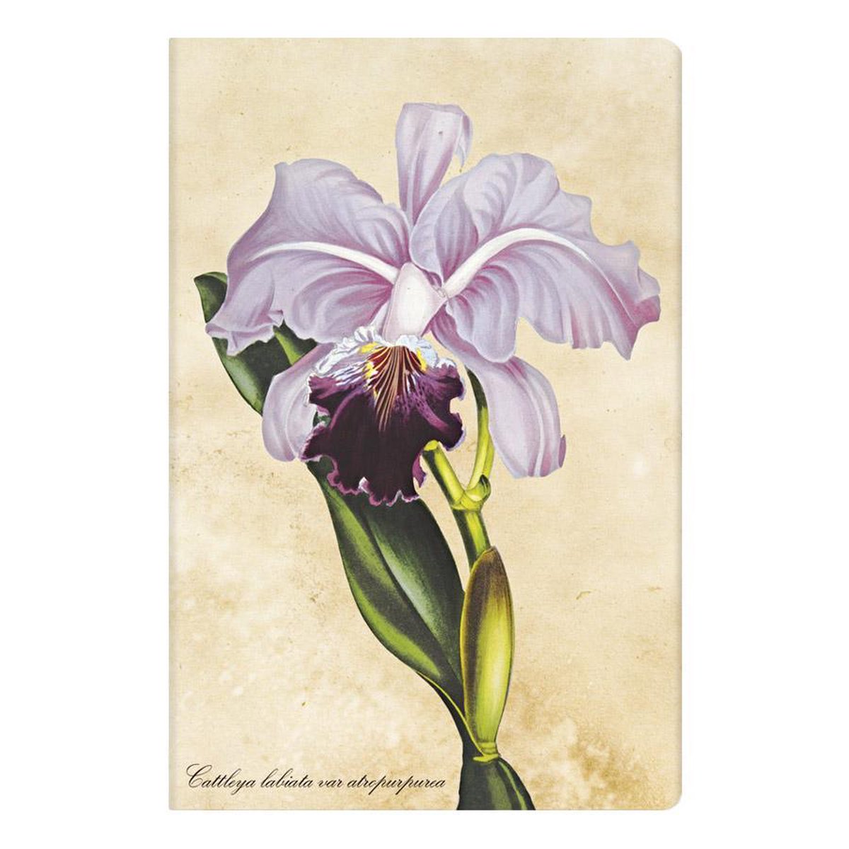 Paperblanks Painted Botanica Brazilian Orchid Mini - Gelinieerd