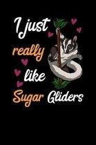 I Just Really Like Sugar Gliders