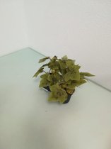 Kunstplantjes - 2 stuks - groen