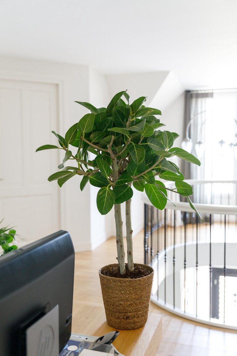 Ficus Benghalensis Audrey in mand - kamerplant in speciale cadeauverpakking