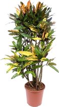 Croton Mango 140 cm