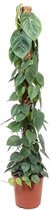 Philodendron Scandens 150 cm