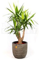 Pot bol Rib NL 43x41 antraciet + Yucca