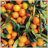 Tuinposter –Sinaasappels-50x50 Foto op Tuinposter  (wanddecoratie voor buiten en binnen)