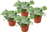 4x Philodendron Scandens - Meest verkochte hangplant - Kamerplant