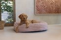 Bruine hond ligt op een roze, ribbelig hondenkussen met opstaande rand.