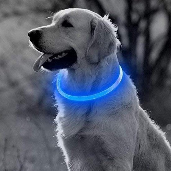 LED Halsband Hond - Lichtgevende Halsband Hond - Blauw - M - USB Oplaadbaar