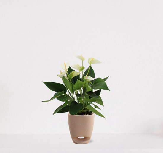 Anthurium Wit in sierpot Jip taupe – bloeiende kamerplant – flamingoplant – 40-50cm - Ø13 – geleverd met plantenpot – vers uit de kwekerij