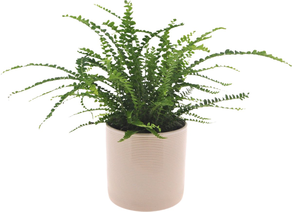 Nephrolepis | 30cm | Nestvaren | Duffii | incl. Off white keramieken pot