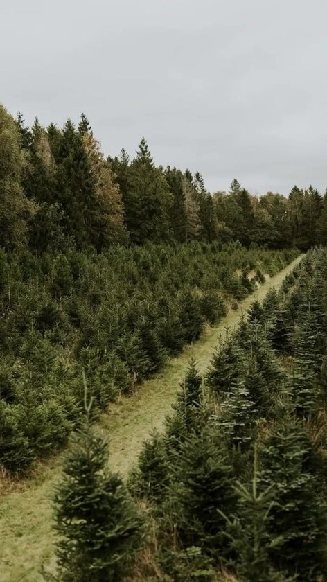 Dream Harbor 3 - De Christmas Tree Winkel