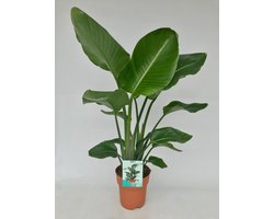 Witte Paradijsvogelplant, Tropische Groene Plant, Strelitzia Nicolai, Ø19cm - 95cm