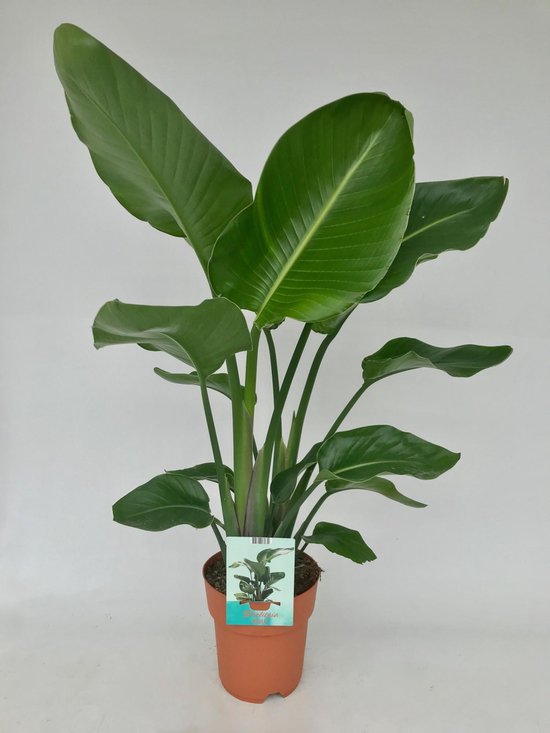 Witte Paradijsvogelplant, Tropische Groene Plant, Strelitzia Nicolai, Ø19cm - 95cm