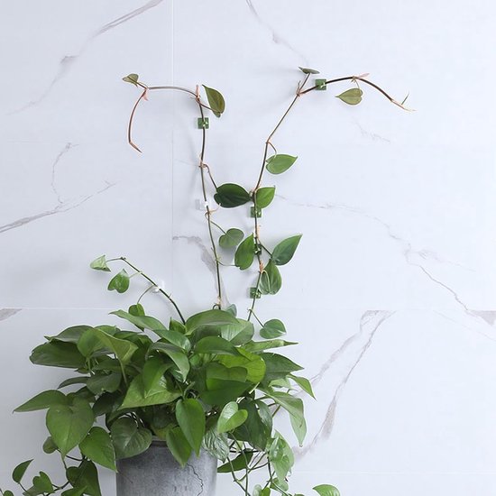 Een groene klimplant groeit langs een witte tegelmuur, ondersteund door kleine groene en witte clips.