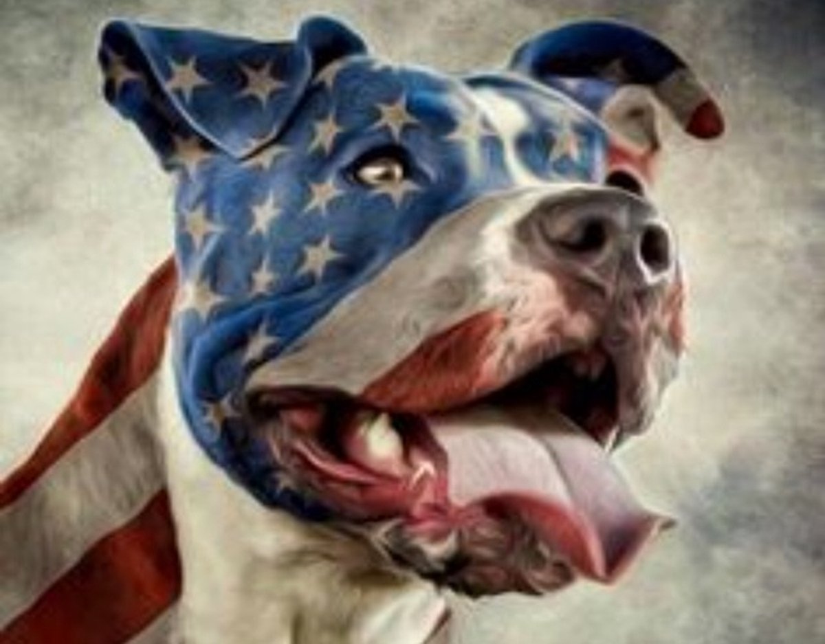 Denza - Diamond painting pittbul amerikaans 40 x 50 cm volledige bedrukking ronde steentjes direct leverbaar - dog - hond pitbull