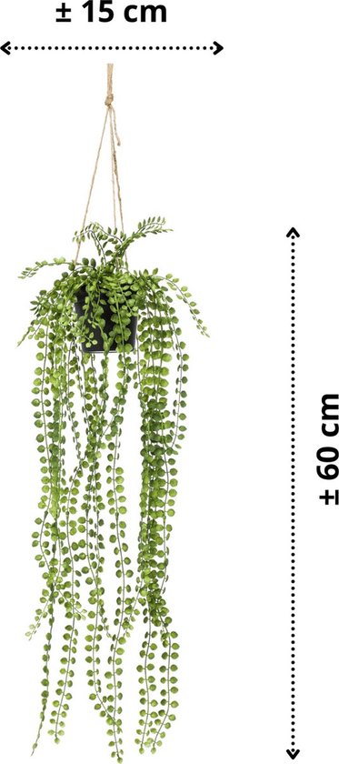 Groene hangplant met kleine, ronde blaadjes in een zwarte pot, ca. 60 cm lang.