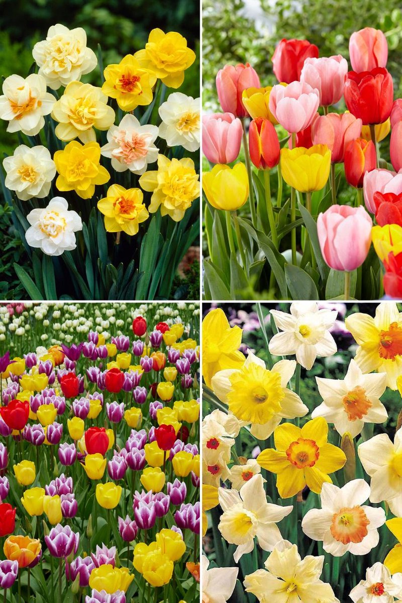 Bulbs by Brenda | Narcis - Tulp Surprise mix 50 stuks | Tulpenbollen | narcissen