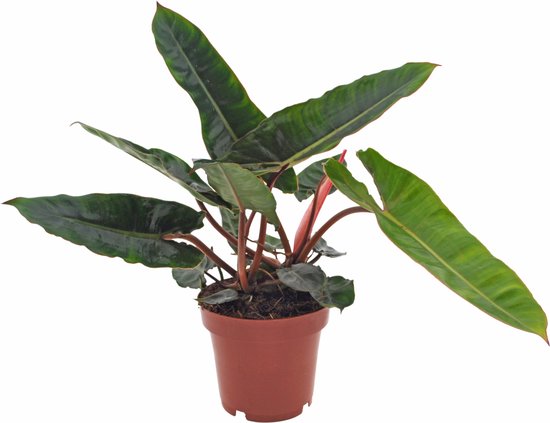 Philodendron Billietiae | 30cm | excl. Keramieken pot