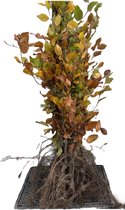 10x Groene beuk - Fagus sylvatica | blote wortel