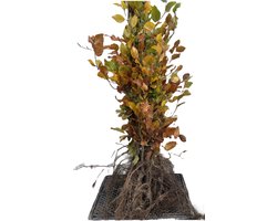 25 x Fagus sylvatica - Groene Beuk 40-60 cm in blote wortel