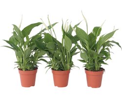 Spathiphyllum 'Lepelplant' - Set van 3 - Luchtzuiverend - Kamerplant - Pot 12cm - Hoogte 30-40cm